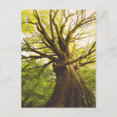 Mooie beukenboom briefkaart (Voorkant)