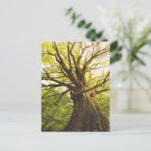 Mooie beukenboom briefkaart (Staand voorkant)