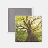 Mooie beukenboom magneet (Voorkant / Achterkant)