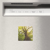 Mooie beukenboom magneet (Insitu (Vaatwasser))