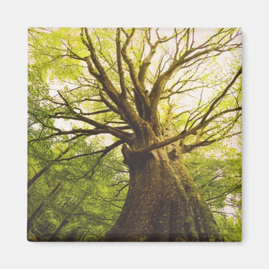 Mooie beukenboom magneet (Voorkant)