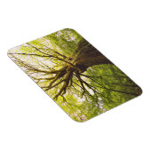 Mooie beukenboom magneet (Rechterzijde)