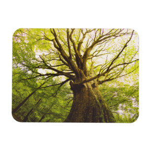 Mooie beukenboom magneet
