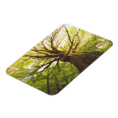 Mooie beukenboom magneet (Linkerzijde)