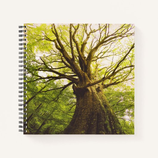Mooie beukenboom notitieboek (Voorkant)