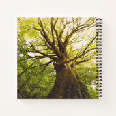 Mooie beukenboom notitieboek (Achterkant)