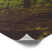 Mooie beukenboom poster (Hoek)