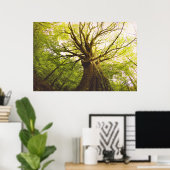 Mooie beukenboom poster (Thuiskantoor)