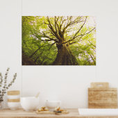 Mooie beukenboom poster (Keuken)