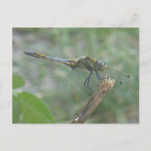 Mooie Big Blue Yellow Dragonfly DIY Briefkaart (Voorkant)