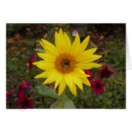 Mooie Bij op Gele Zonnebloem Foto