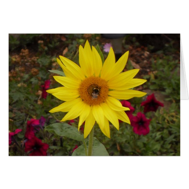 Mooie Bij op Gele Zonnebloem Foto (Voorkant Horizontaal)