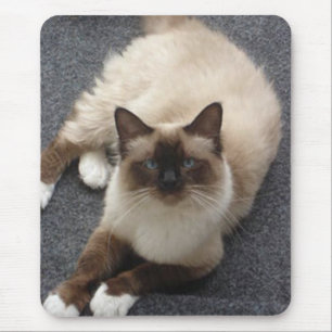 Mooie Birmankat Muismat