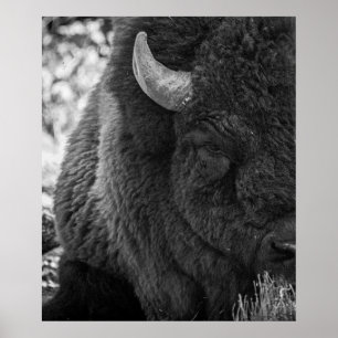 Mooie Bizon Buffel Zwart Wit  Poster