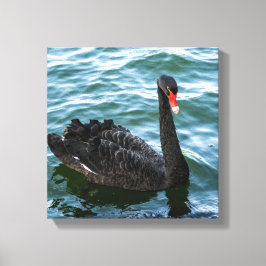 Mooie Black Swan Canvas Afdruk
