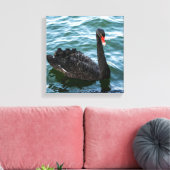 Mooie Black Swan Canvas Afdruk (Insitu (Woonkamer))