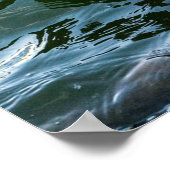 Mooie Black Swan Poster (Hoek)