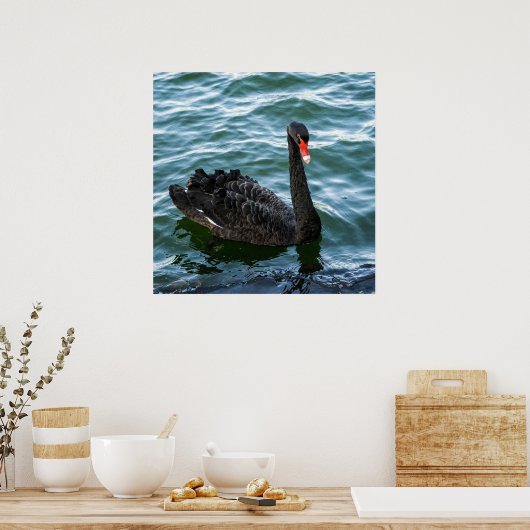 Mooie Black Swan Poster (Keuken)