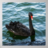 Mooie Black Swan Poster (Voorkant)