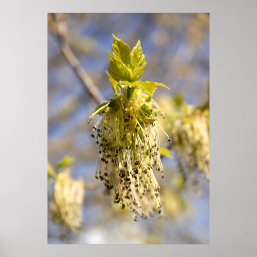 Mooie bladeren in lente foto poster (Voorkant)