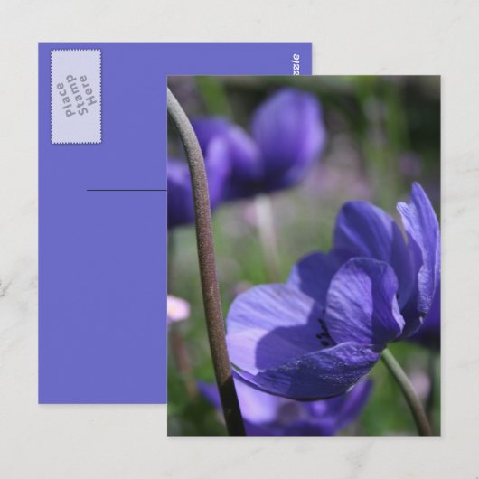 Mooie blauwe anemonen briefkaart (Voorkant / Achterkant)