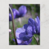 Mooie blauwe anemonen briefkaart (Voorkant)