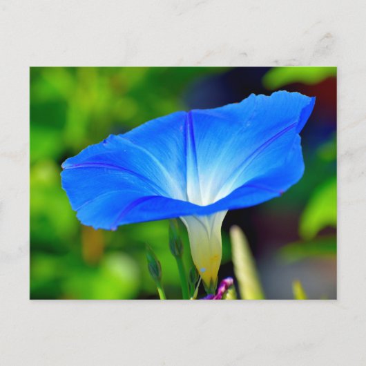 Mooie blauwe bloem briefkaart (Voorkant)