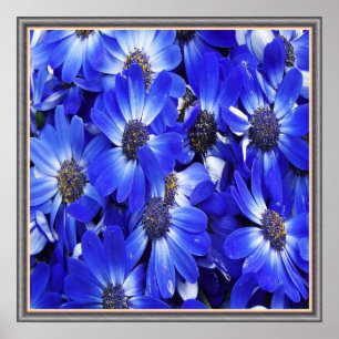 Mooie blauwe bloemen poster
