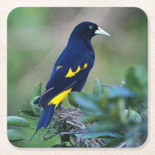 Mooie Blauwe en Gele Vogel Kartonnen Onderzetters