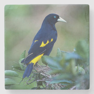 Mooie Blauwe en Gele Vogel Stenen Onderzetter