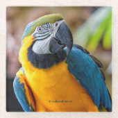 Mooie blauwe en gouden papegaai glazen onderzetter (Voorkant)