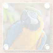 Mooie blauwe en gouden papegaai glazen onderzetter (Achterkant)