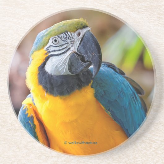 Mooie blauwe en gouden papegaai zandsteen onderzetter (Voorkant)