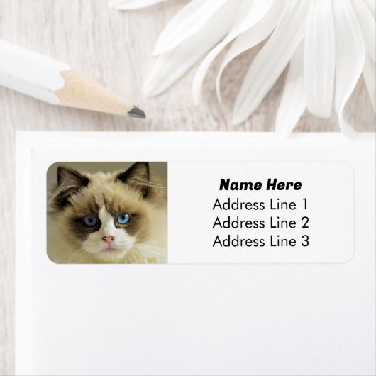 Mooie Blauwe Eyed Ragdoll Kat Retouradres Etiket (Insitu)