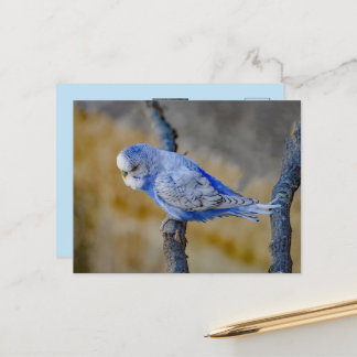 Mooie Blauwe Grasparkiet Aangepaste Foto Briefkaart