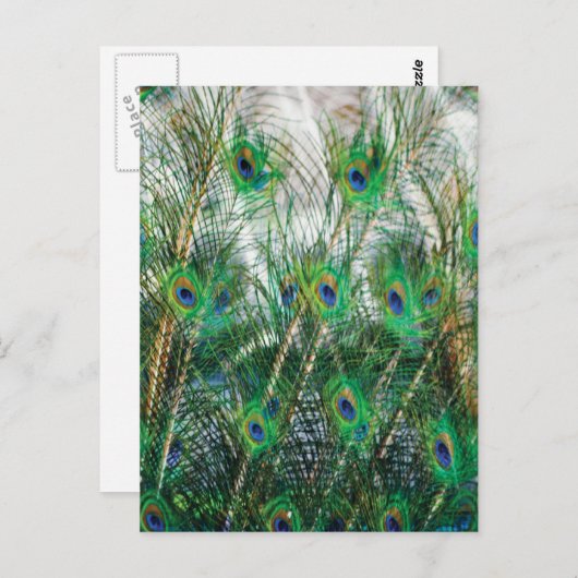 Mooie blauwe groene goudkleuren, vreskieveren briefkaart (Voorkant / Achterkant)