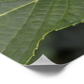 Mooie Blauwe Hortensia Poster (Hoek)