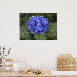 Mooie Blauwe Hortensia Poster
