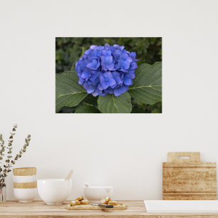 Mooie Blauwe Hortensia Poster