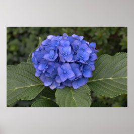 Mooie Blauwe Hortensia Poster