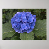 Mooie Blauwe Hortensia Poster (Voorkant)