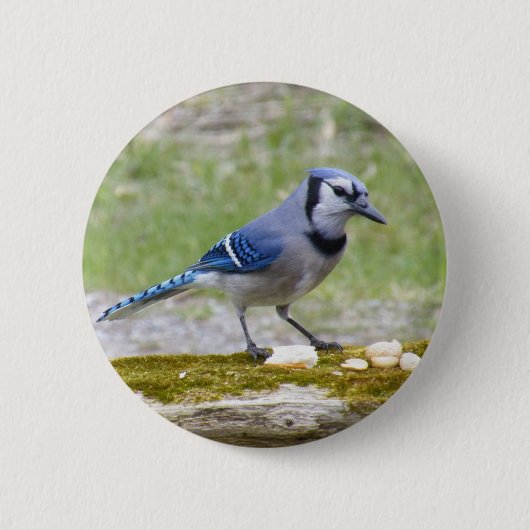 Mooie blauwe jay-vogel ronde button 5,7 cm (Voorkant)