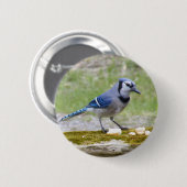 Mooie blauwe jay-vogel ronde button 5,7 cm (Voorkant /achterkant)