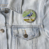 Mooie blauwe jay-vogel ronde button 5,7 cm (In situ)