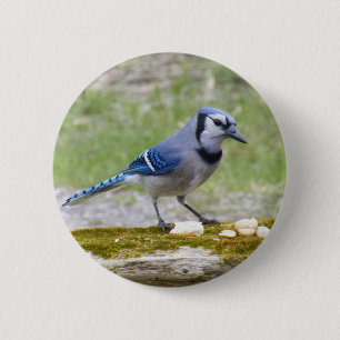 Mooie blauwe jay-vogel ronde button 5,7 cm