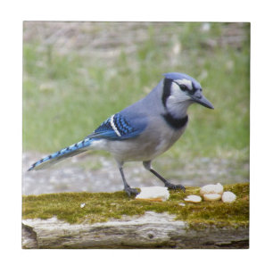 Mooie blauwe jay-vogel tegeltje