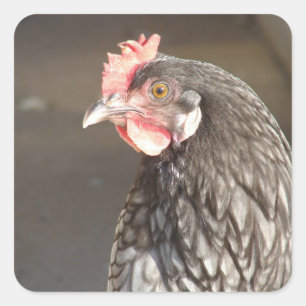 Mooie blauwe kip vierkante sticker