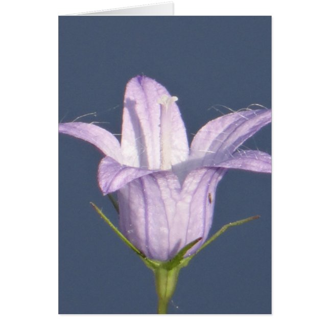 Mooie blauwe klokbloem (Voorkant)