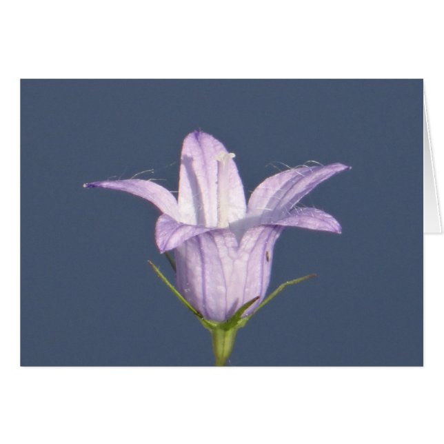 Mooie blauwe klokbloem (Voorkant Horizontaal)