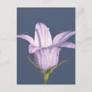 Mooie blauwe klokbloem briefkaart